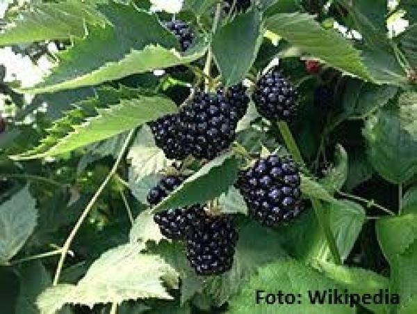 Handwerklich hergestellte Brombeerkonfitüre eines familiengeführten Unternehmens